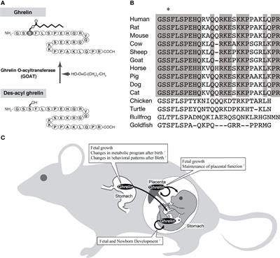 Insights Into the Regulation of Offspring Growth by Maternally Derived Ghrelin